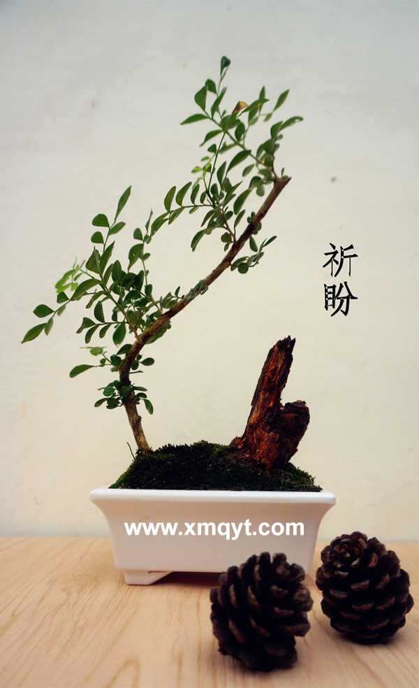 桌面盆景4