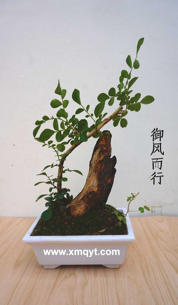枯木盆景5