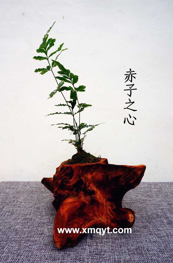 綠植配根雕10