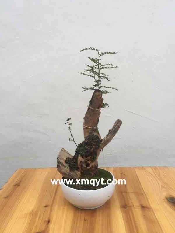 桌面盆栽系列9