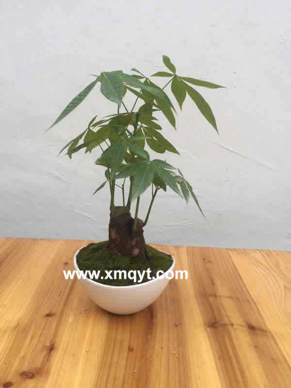 桌面盆栽系列14