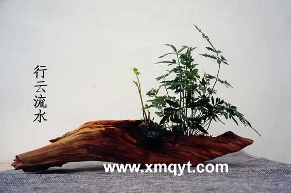 綠植配根雕11