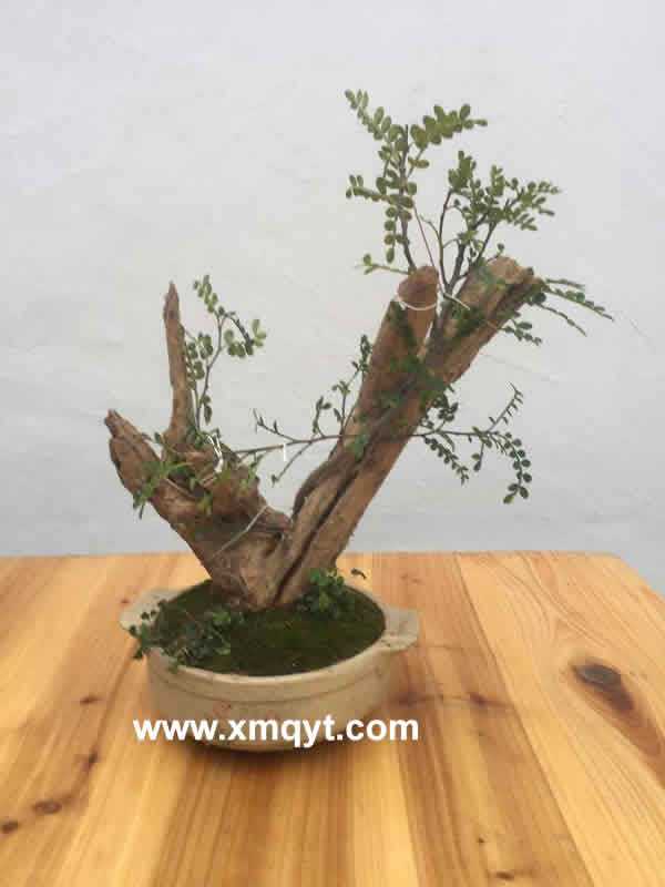 枯木盆景6