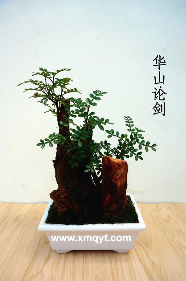 枯木盆景4